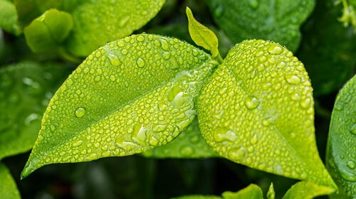 PLANTATION D'UNE RIPISYLVE ADAPTÉE