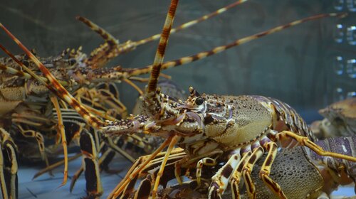 LUTTE CONTRE LES ESPÈCES INVASIVES OU INADAPTÉES