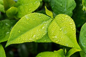 PLANTATION D'UNE RIPISYLVE ADAPTÉE