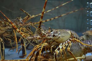 LUTTE CONTRE LES ESPÈCES INVASIVES OU INADAPTÉES